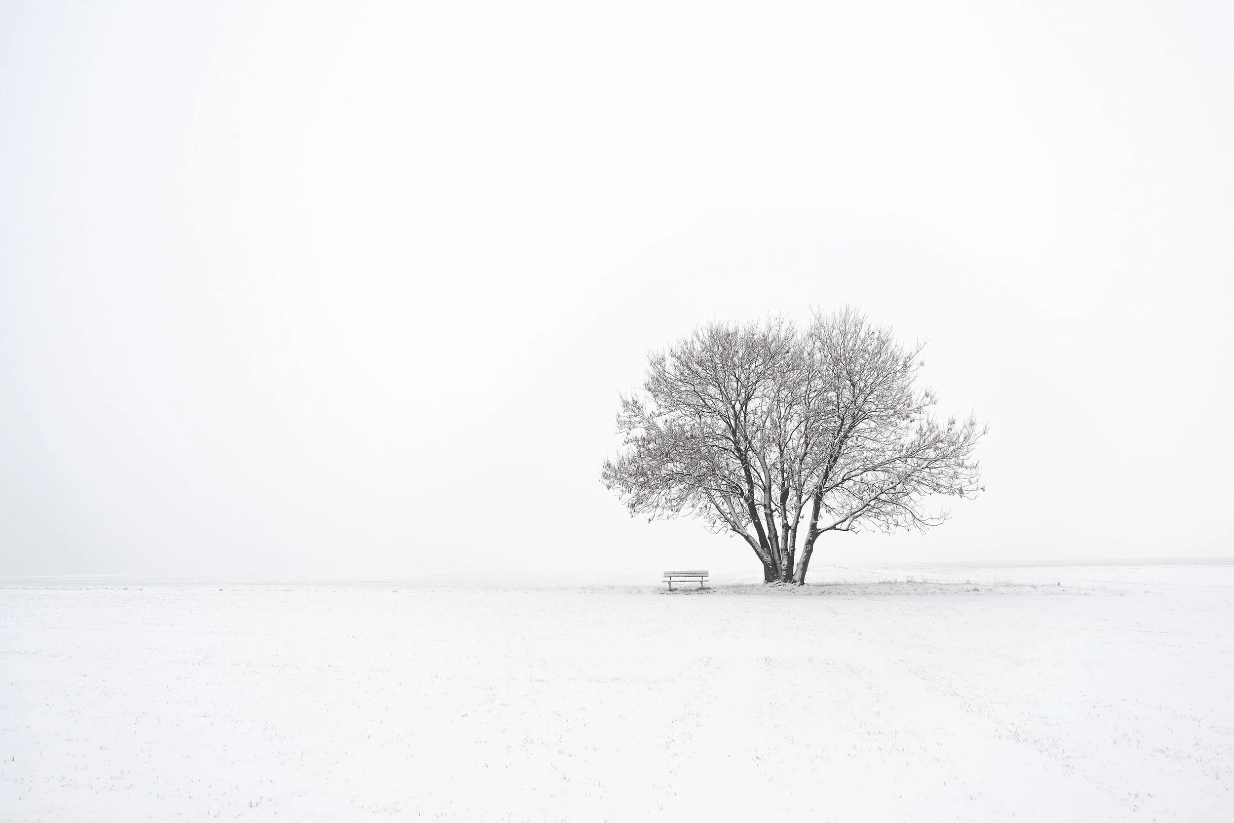 Winter Lone Tree.jpg