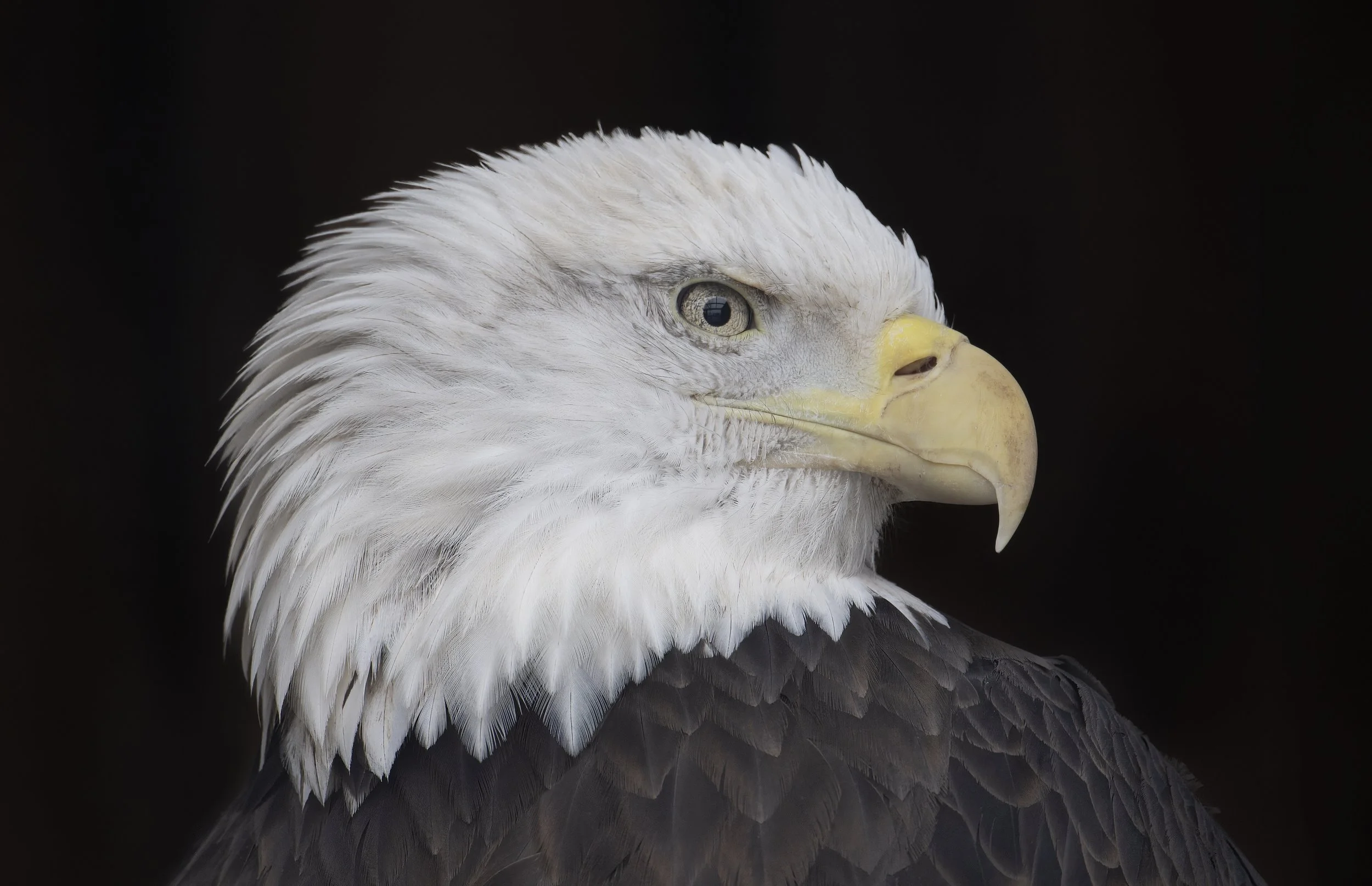 Eagle Eye.jpg