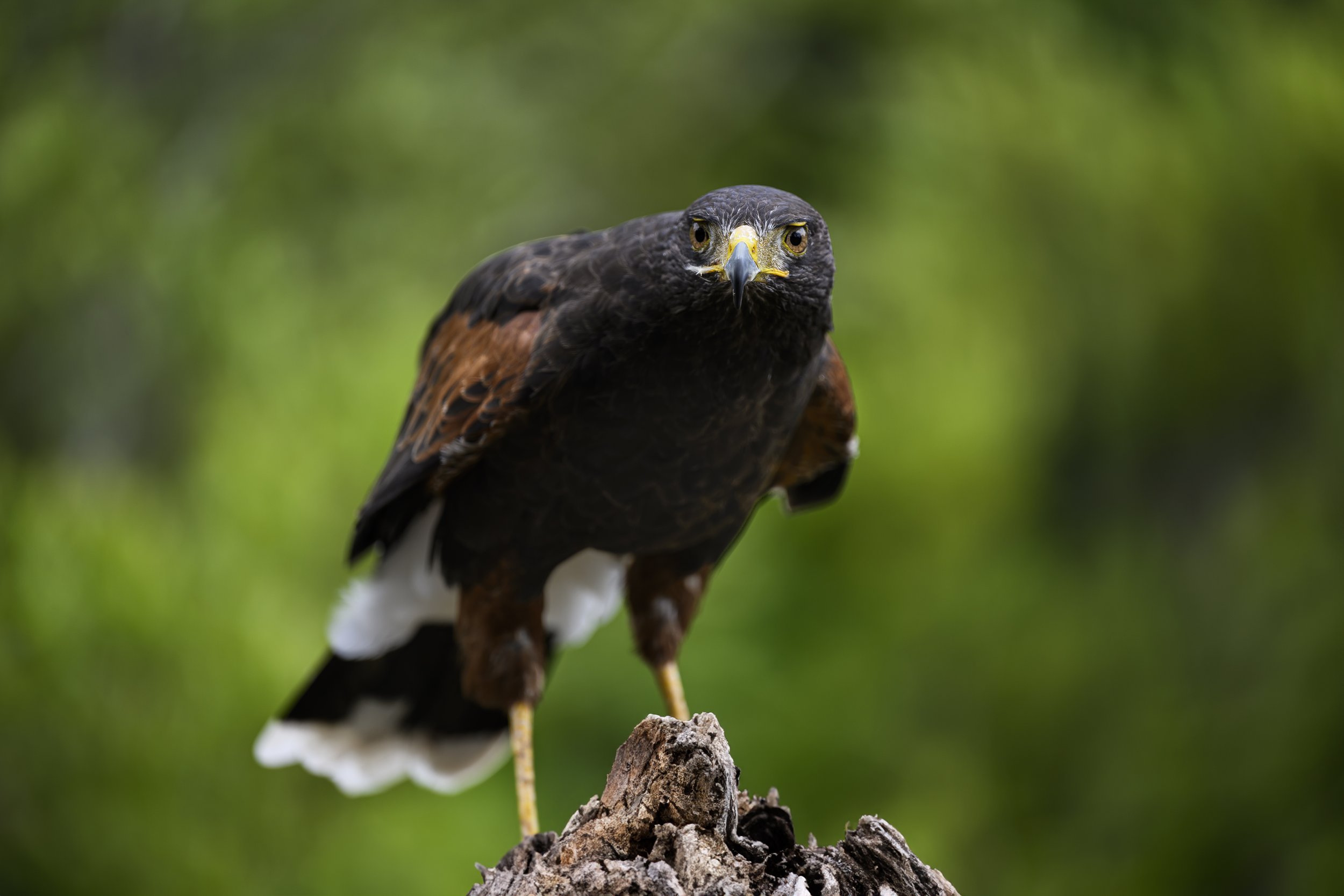 Harris Hawk.jpg