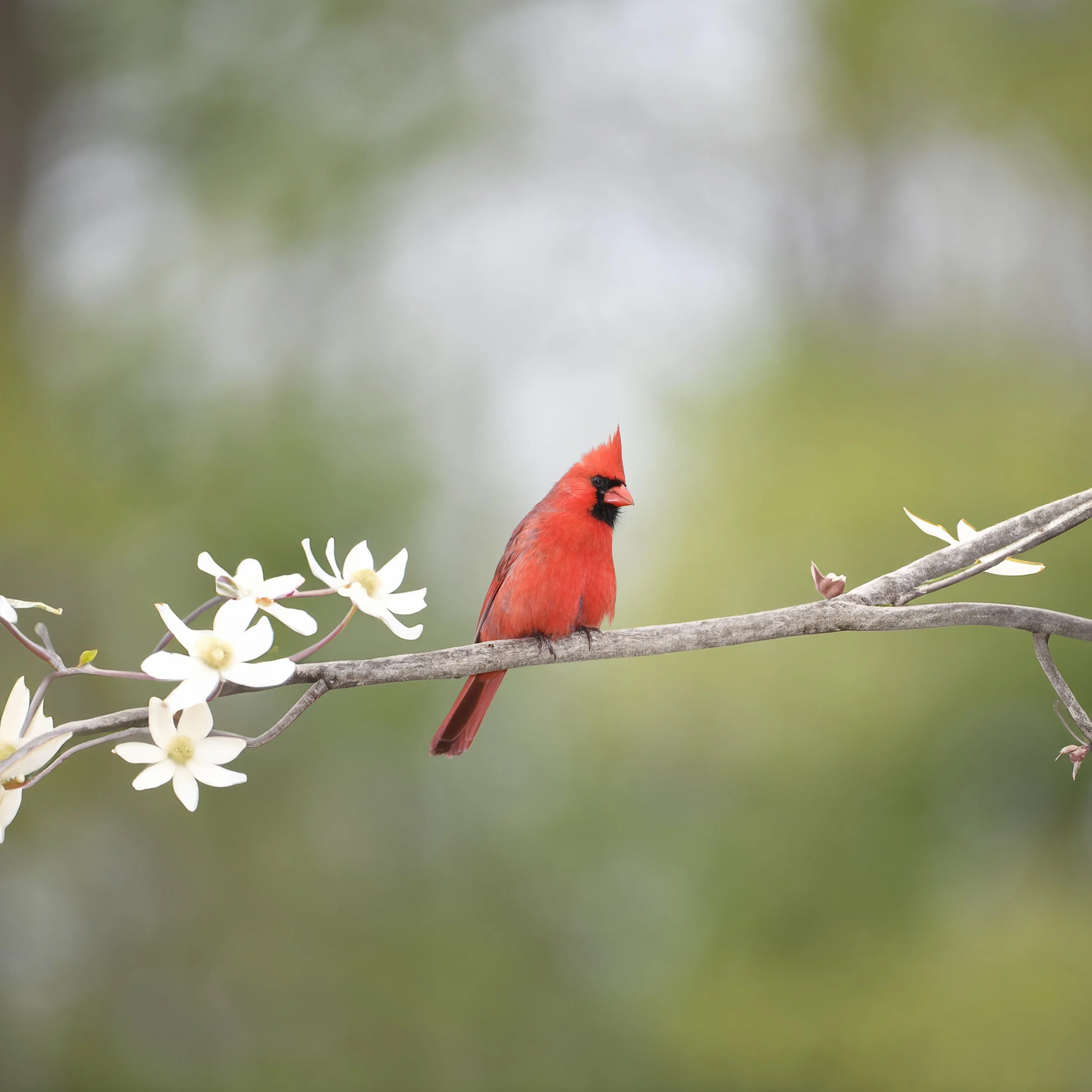 Northern Cardinal.jpg