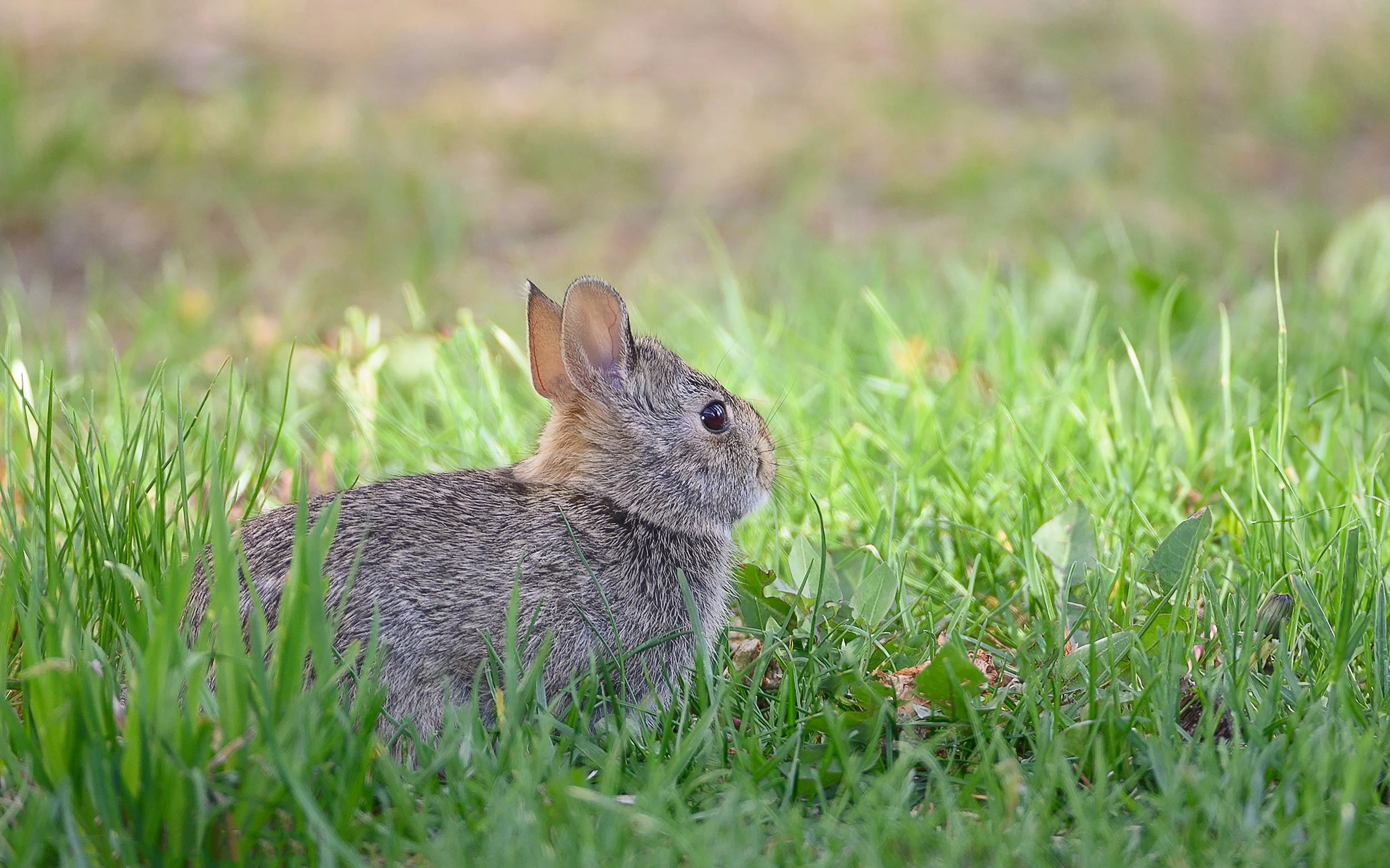 White-Tail-Rabbit.jpg