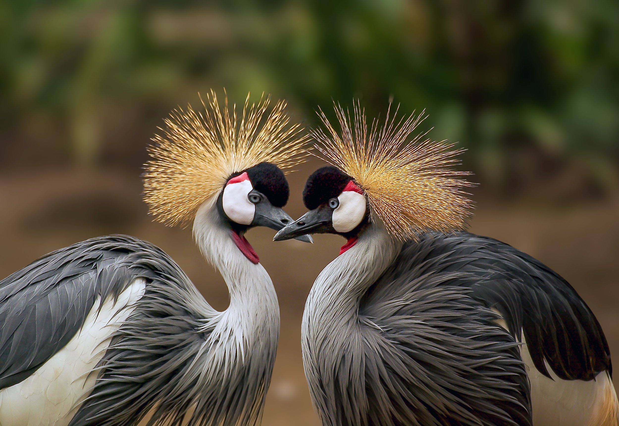 Crowned Cranes.jpg