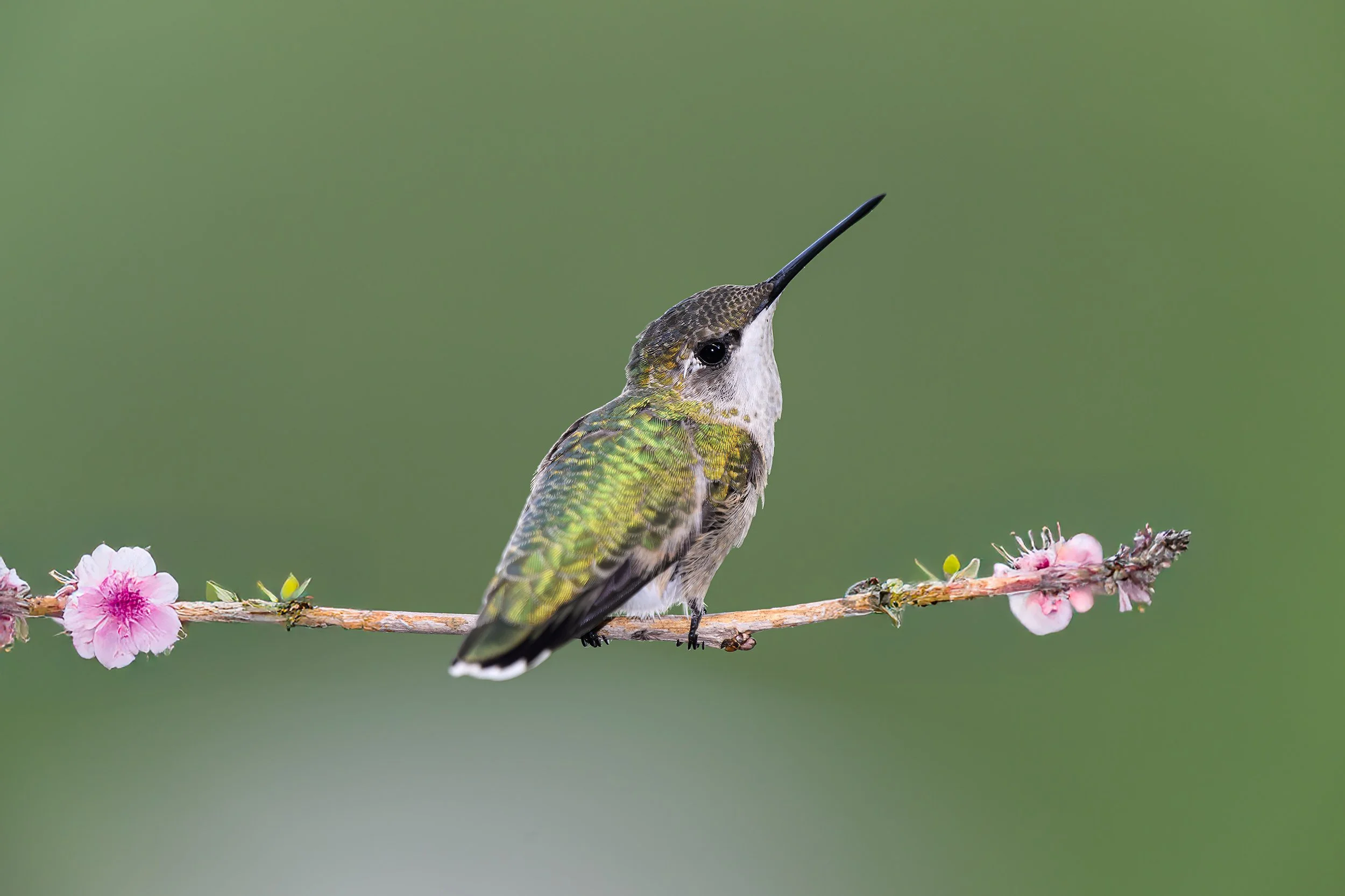 Ruby Throated Hummingbird.jpg
