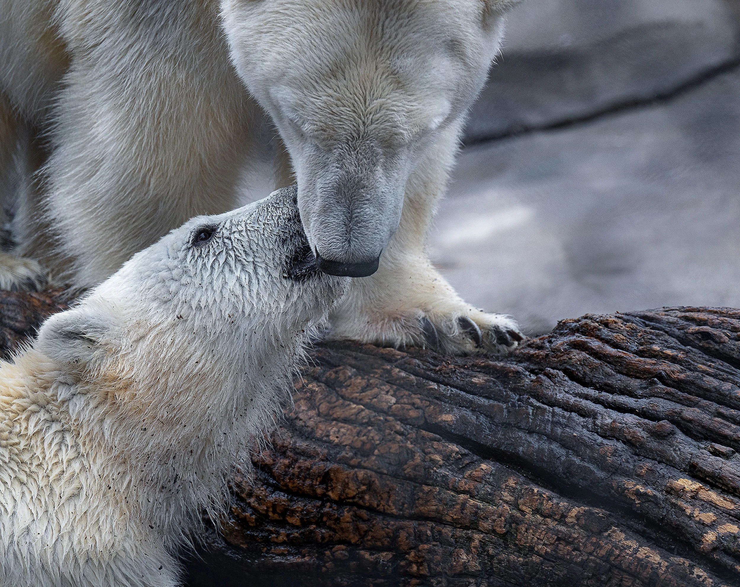 Mothers-Love.jpg