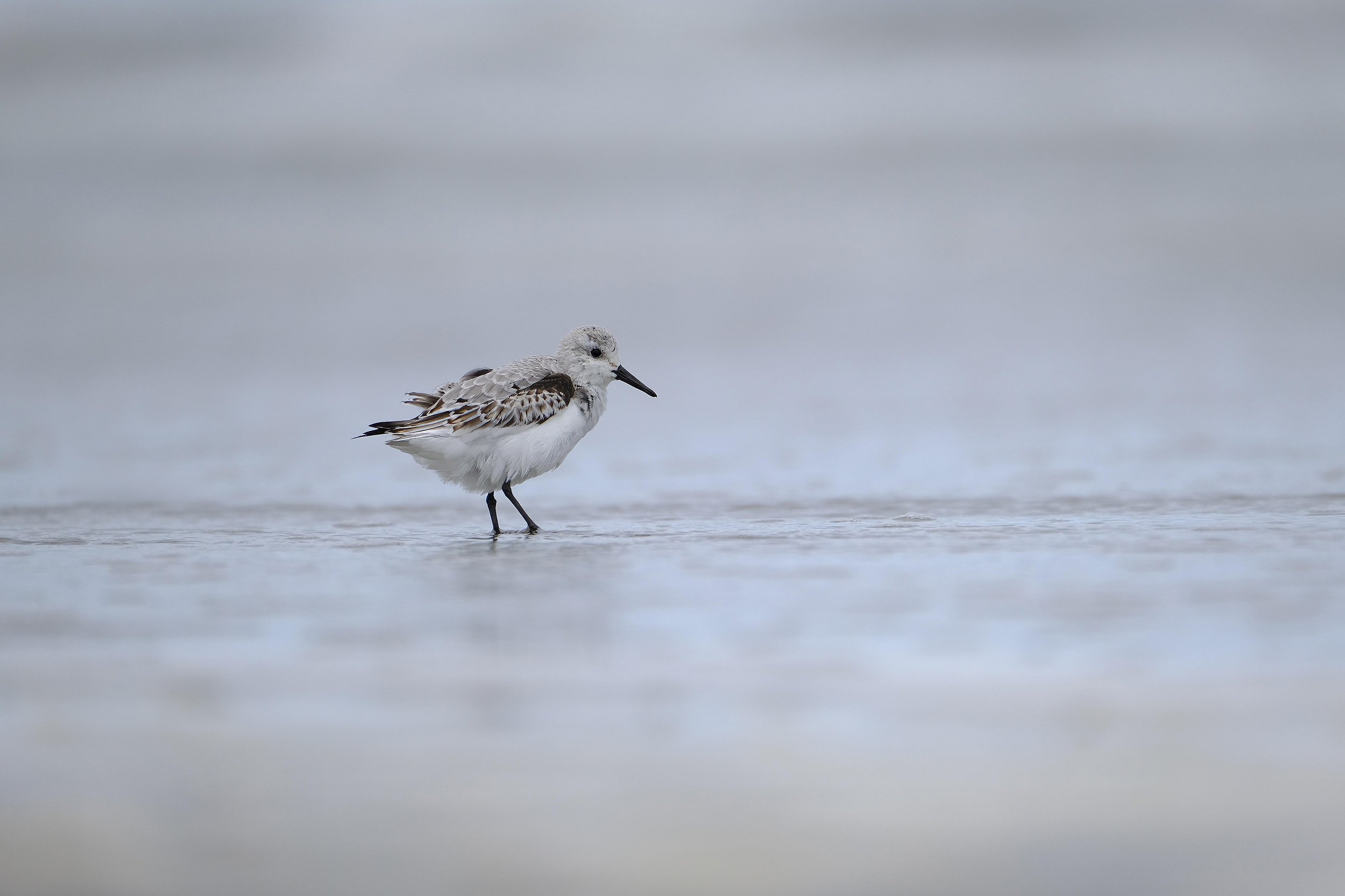 Sanderling2.jpg