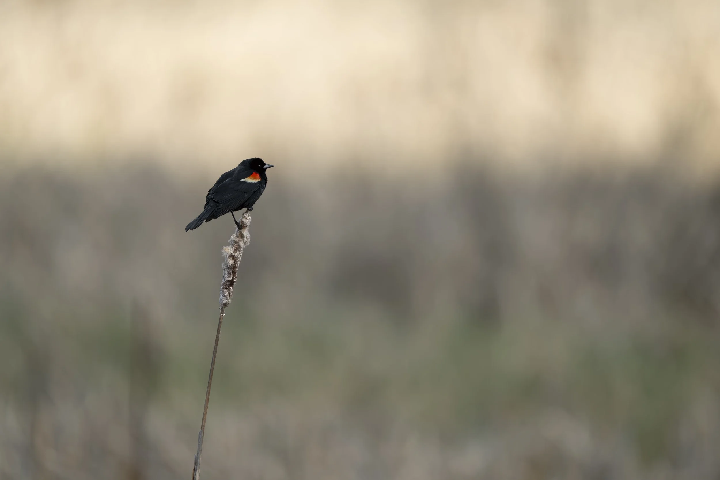Red Winged Blackbird.jpg