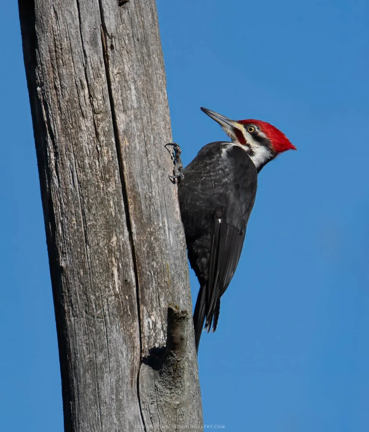 Pileated Woodpecker.jpg