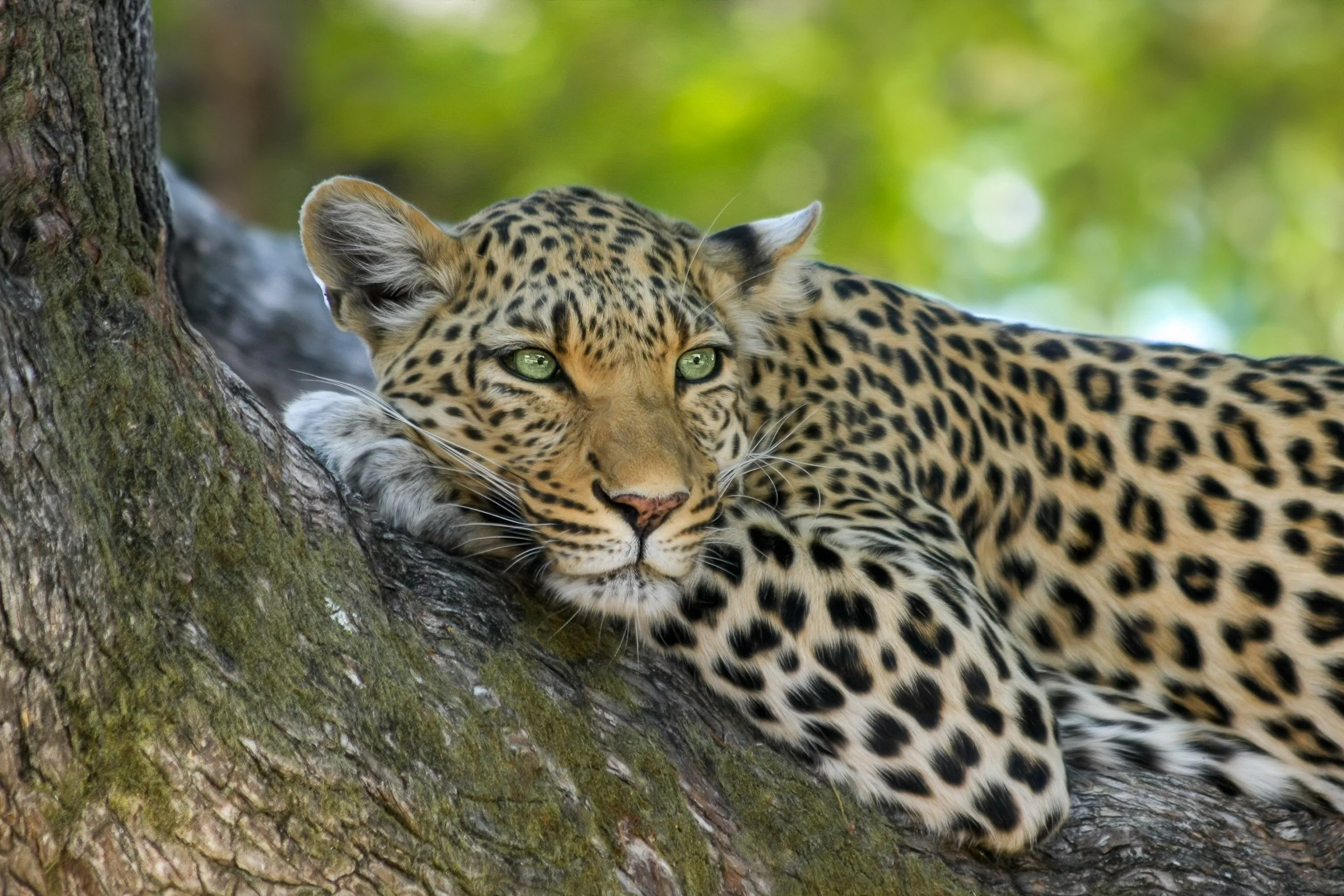 Leopard.jpg