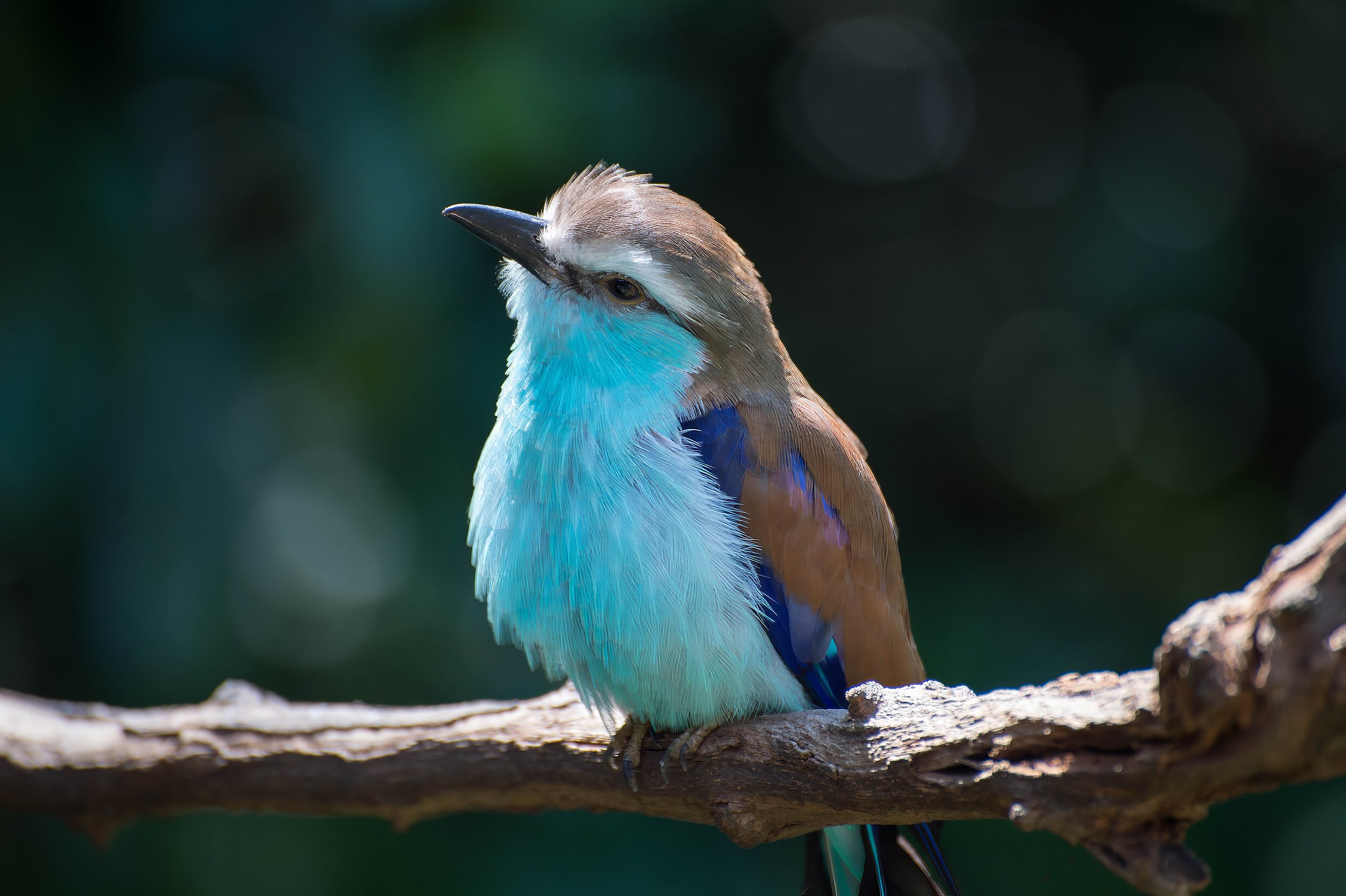 Blue Bellied Roller.jpg