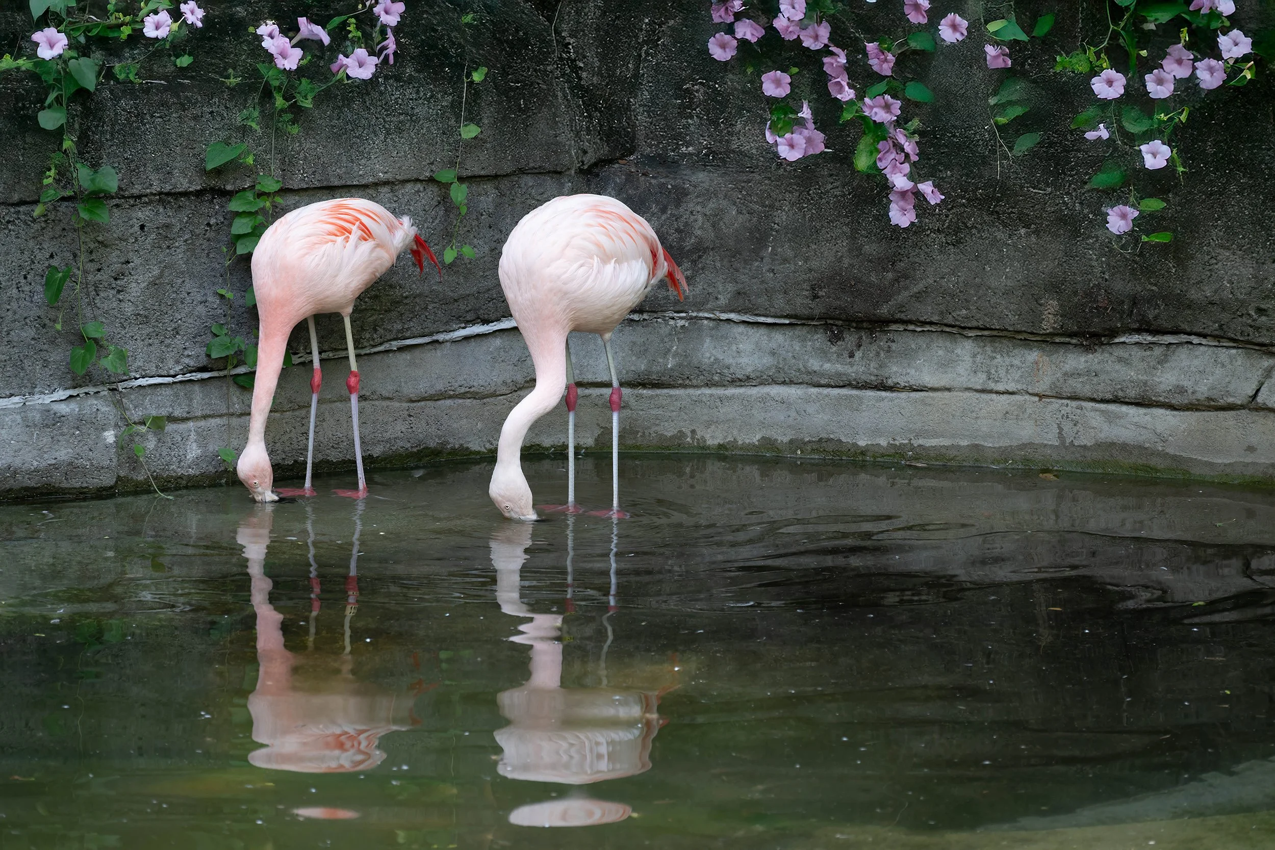 Chilean Flamingos.jpg