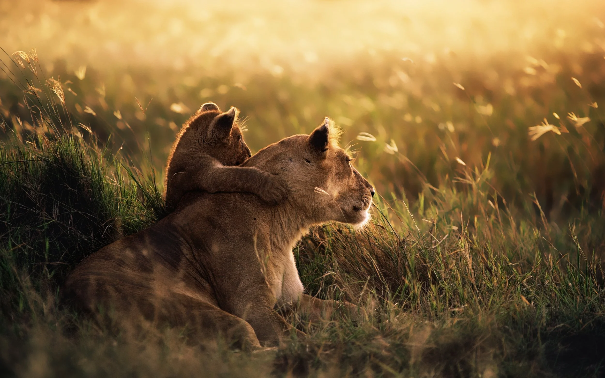 A lioness and her cub resting together in a grassy field at sunset.