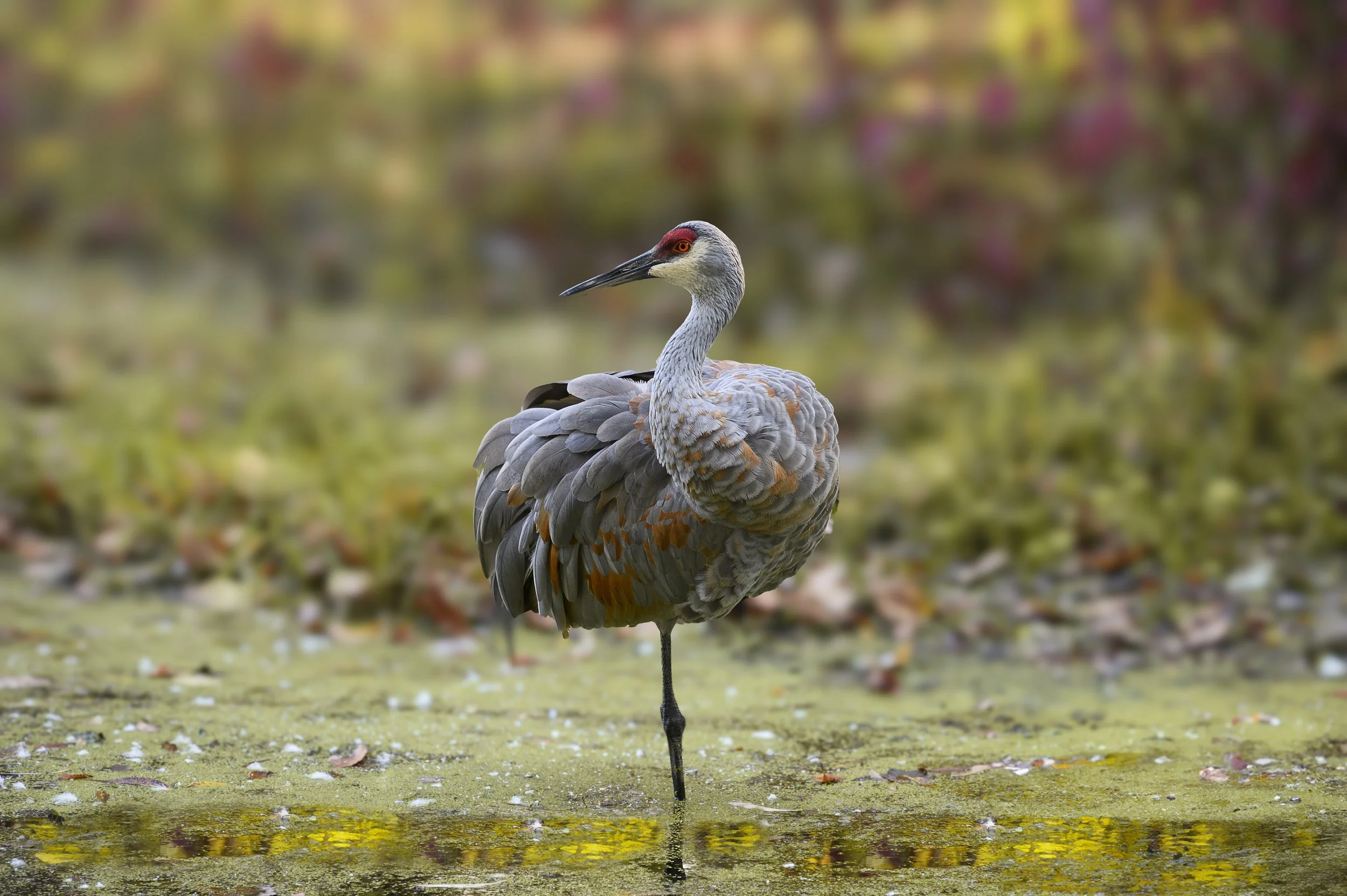 Sandhill Crane.jpg