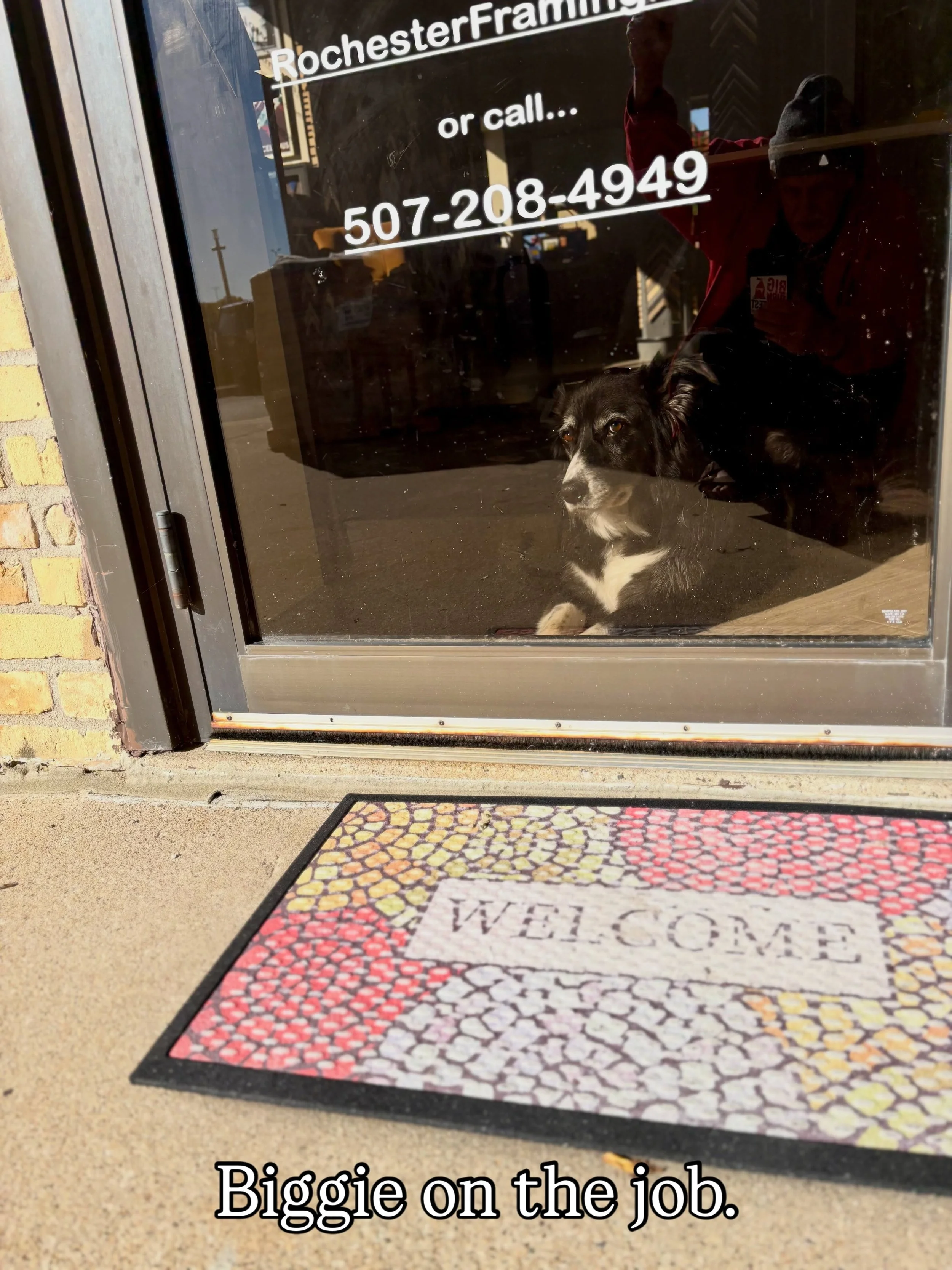 This is Biggie giving me the stink eye.

#bordercollies 
#rochesterframing 
#downtownrochestermn