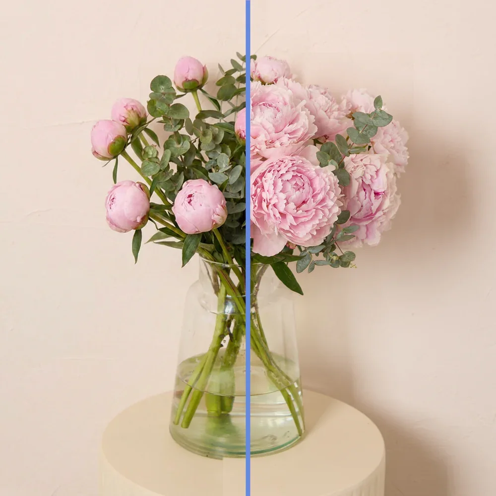 Pink_Peonies_with_cinerea_in_bud_1000x1000_crop_center.jpg.webp