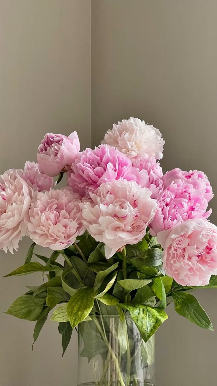 Sarah Bernhardt Peonies