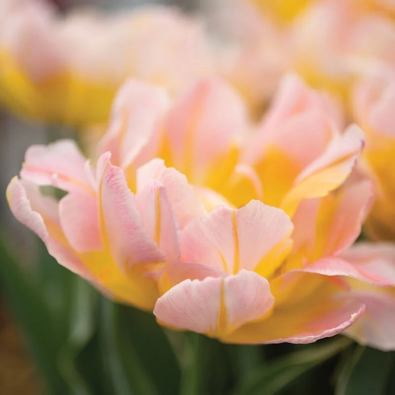 04854_03_password_tulip_flower.jpg (Copy)