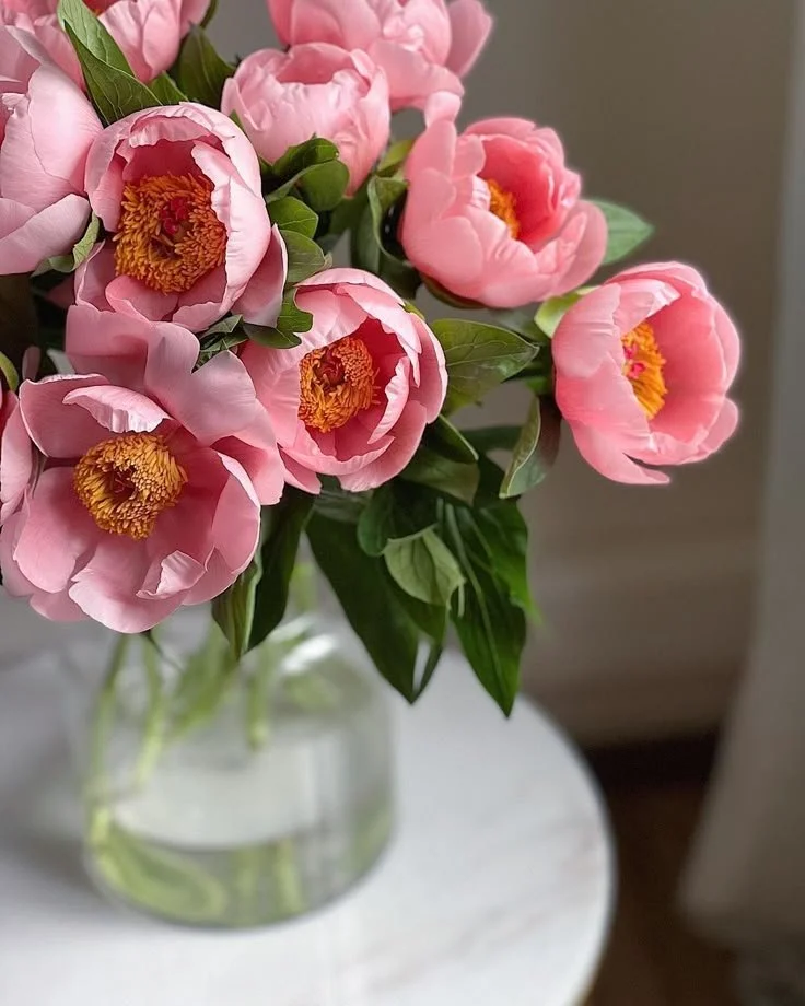 Coral Sunset Peonies