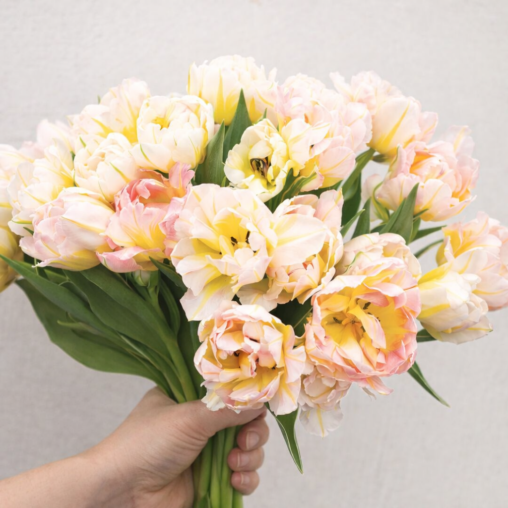 Delicate tulips against a white backdrop.png (Copy)
