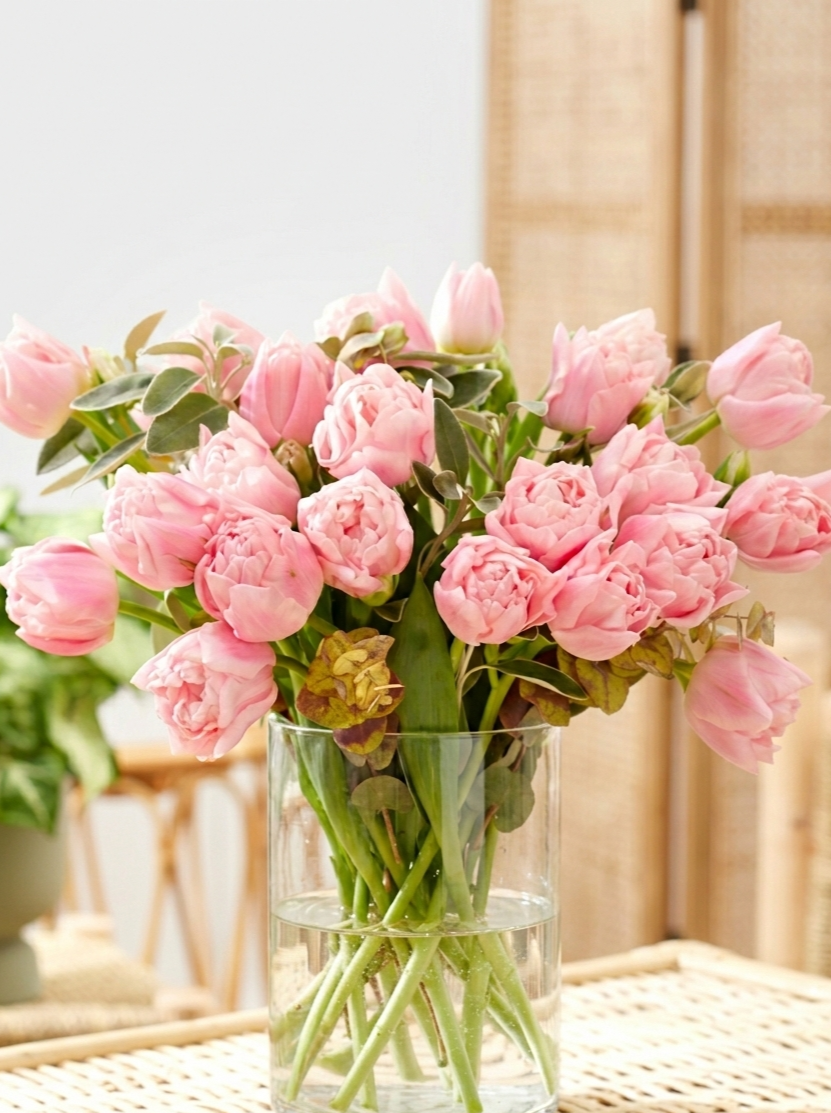 Dreamer Tulips – Exclusive to York