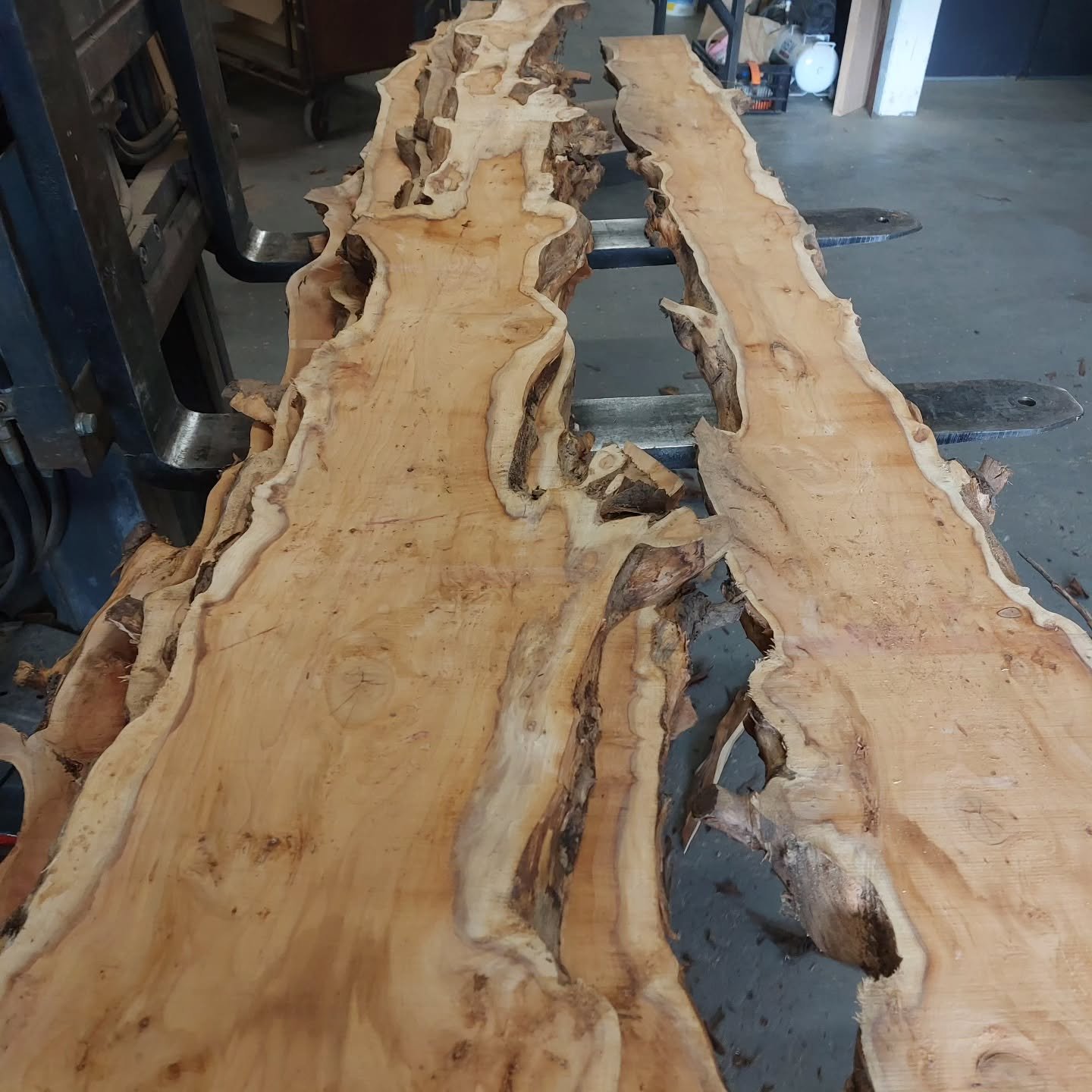 #Taxus uit regio #bussum 

Erg mooie wilde tekening en kleur in deze stam. 

Alles wordt geschaafd naar 25mm en gaat dan de houtstelling in. Iemand nog een tof stuk nodig?

#houtuitnederland #taxushout #houtbewerking