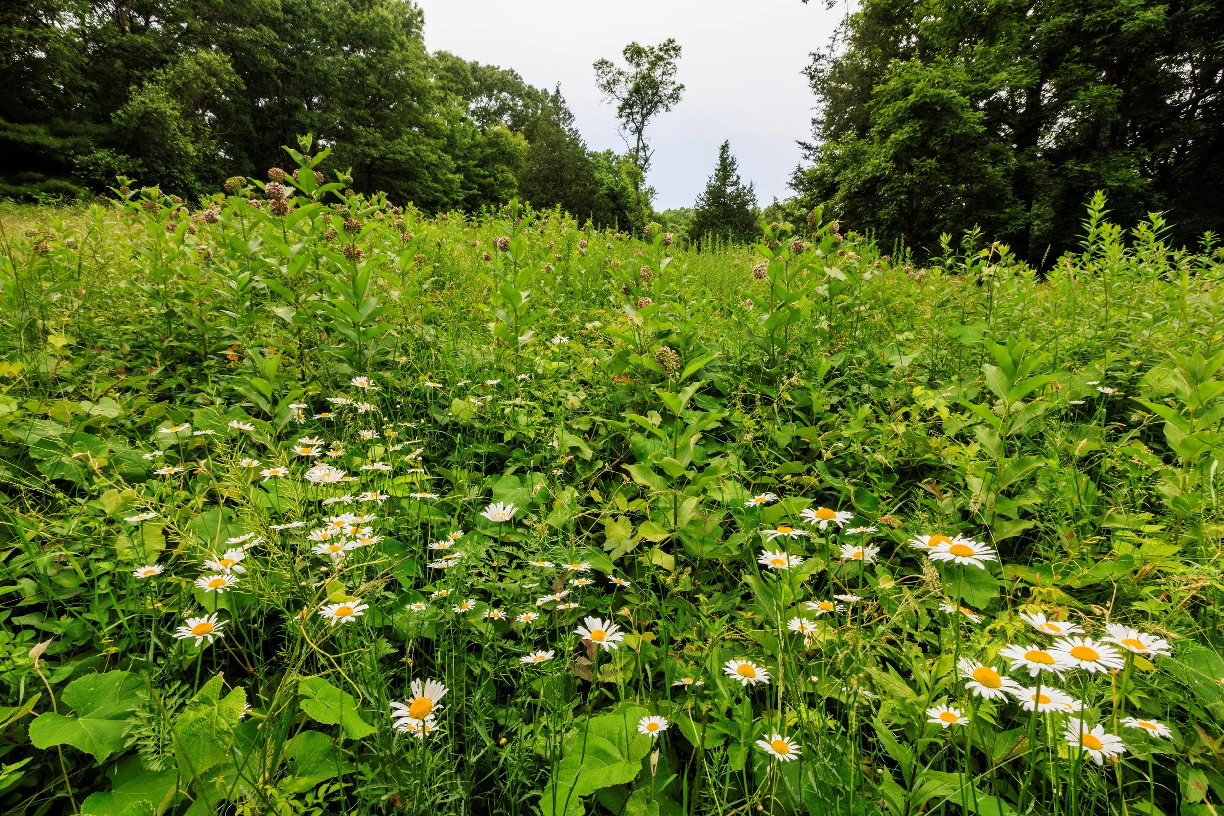 Wildlands Trust — Human History of Wildlands: Crystal Spring Preserve