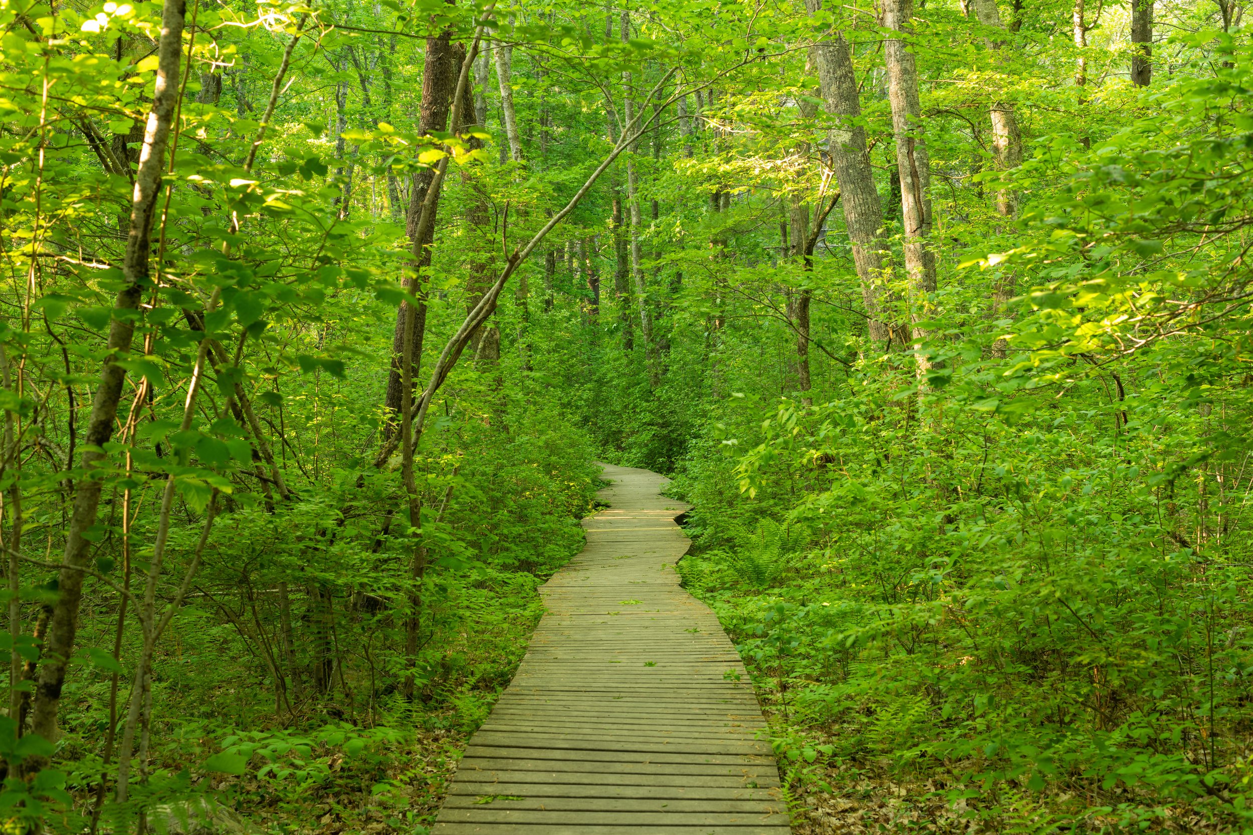 Boardwalk at Willow Brook Farm.