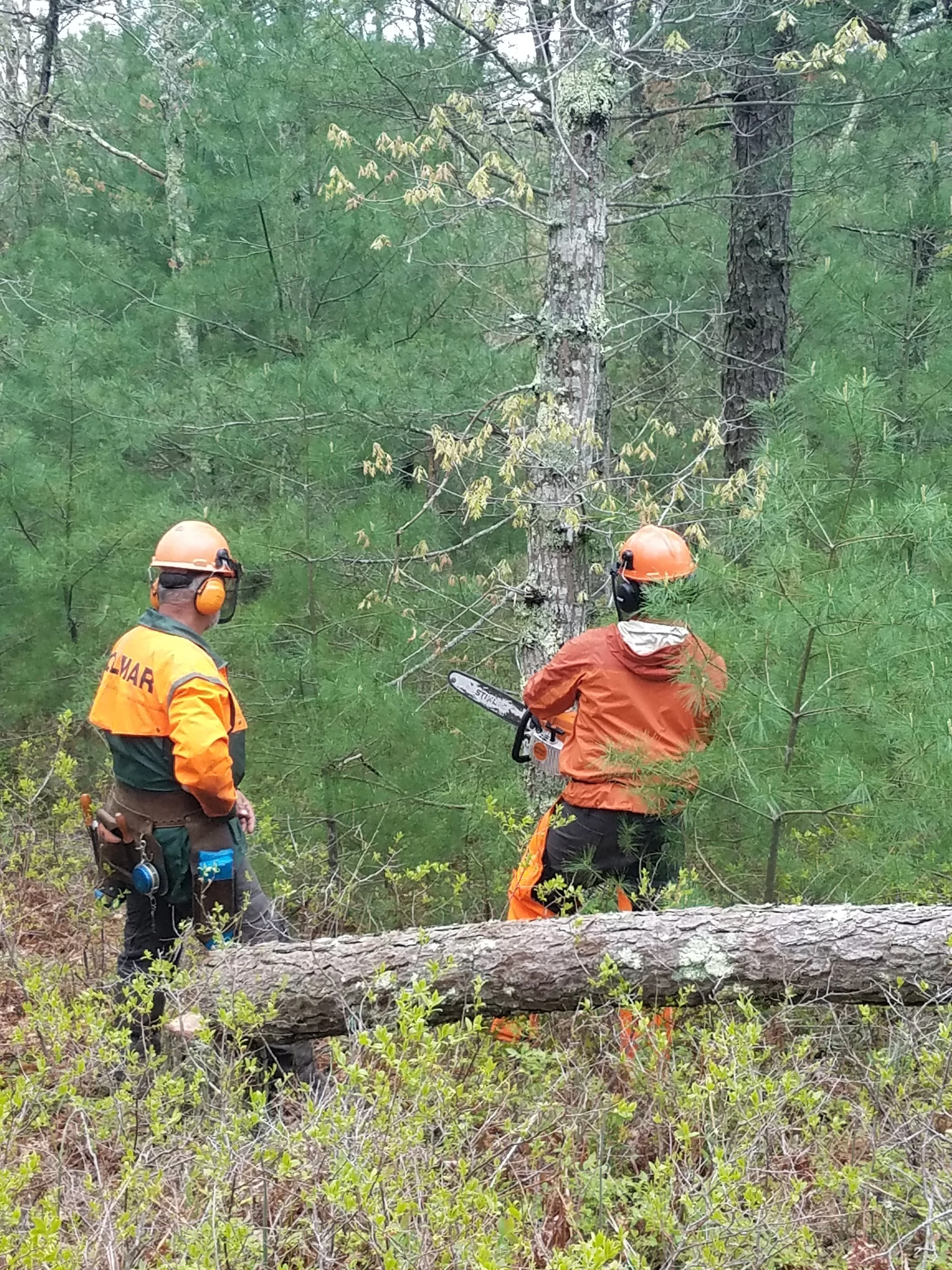 Land Stewardship Coordinator, Tommy Blanchard, working under the direction of chainsaw safety trainer, Bill Girard.