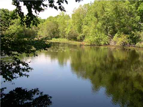 Restoration at Jarabeck Preserve, Swansea