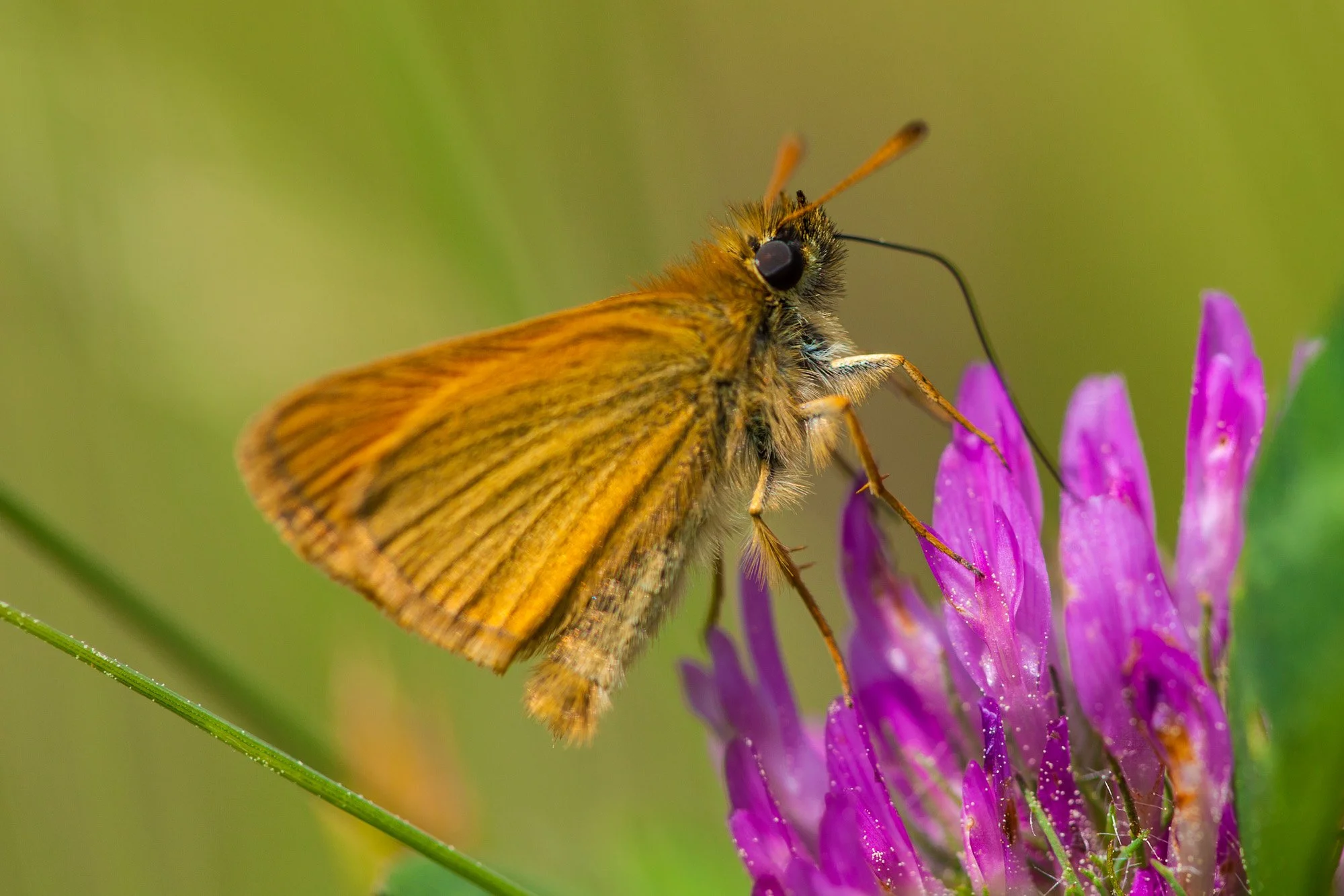 European Skipper butterfly,Thymelicus lineola, on clover at Phillips Farm in Marshfield, Massachusetts.