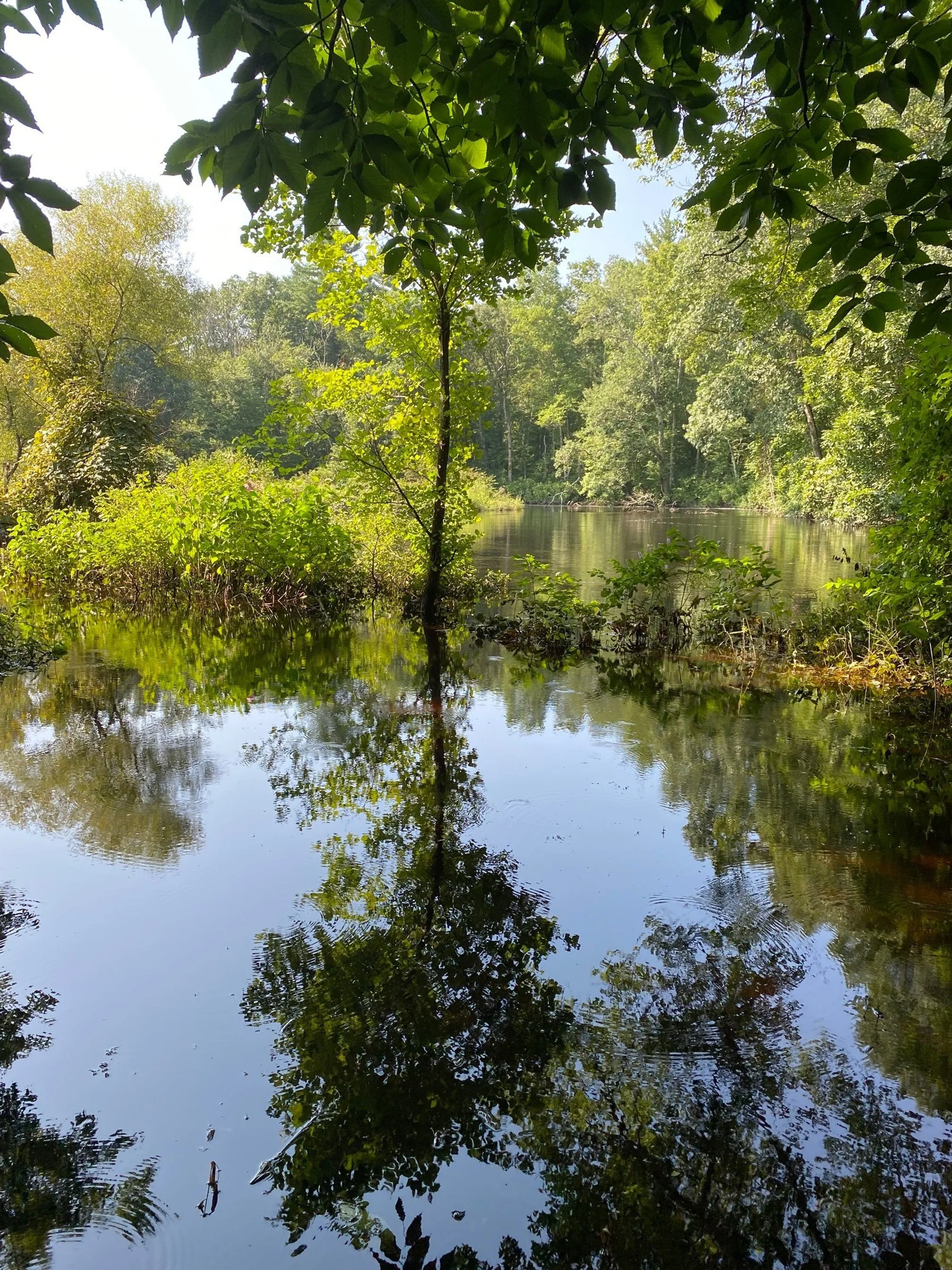 View of the Taunton River with lush green vegetation
