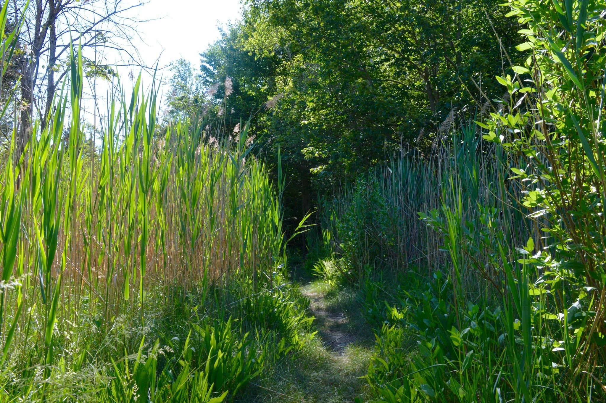 Cushman_grass.jpg