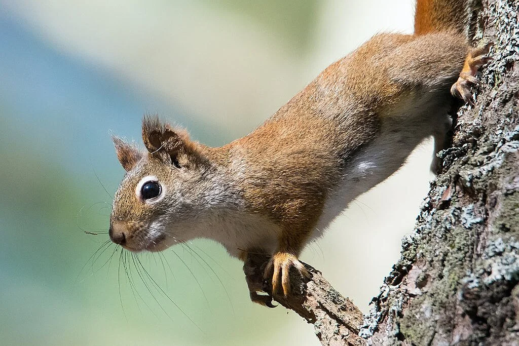 Who has crawled, flown, hopped, or slithered across your path this summer in Southeastern MA?

Share your wildlife sightings in the comments! 👇

📸 Red squirrel at Striar Conservancy in Halifax. Photo by Rob MacDonald.