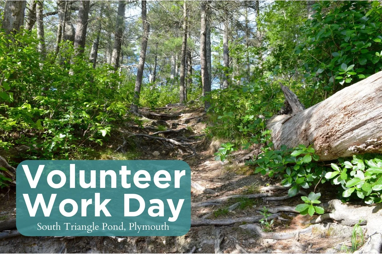 VolunTuesday - South Triangle Pond