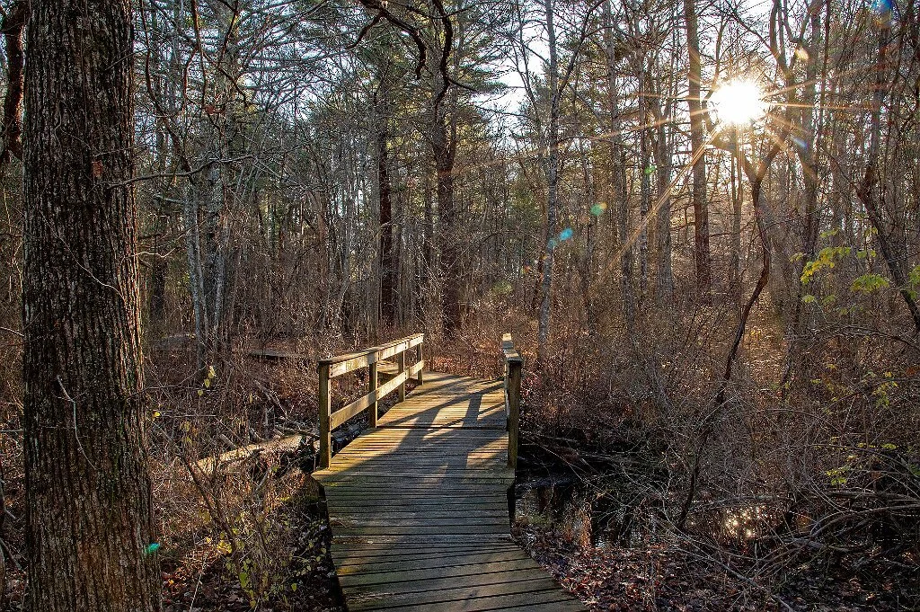 The Harry and Mary Todd Trail at Willow Brook Farm in Pembroke is closed indefinitely as Wildlands staff and volunteers work to repair the boardwalk.

Want to lend a hand to this exciting and ambitious project? Multiple upcoming VolunTuesdays will br