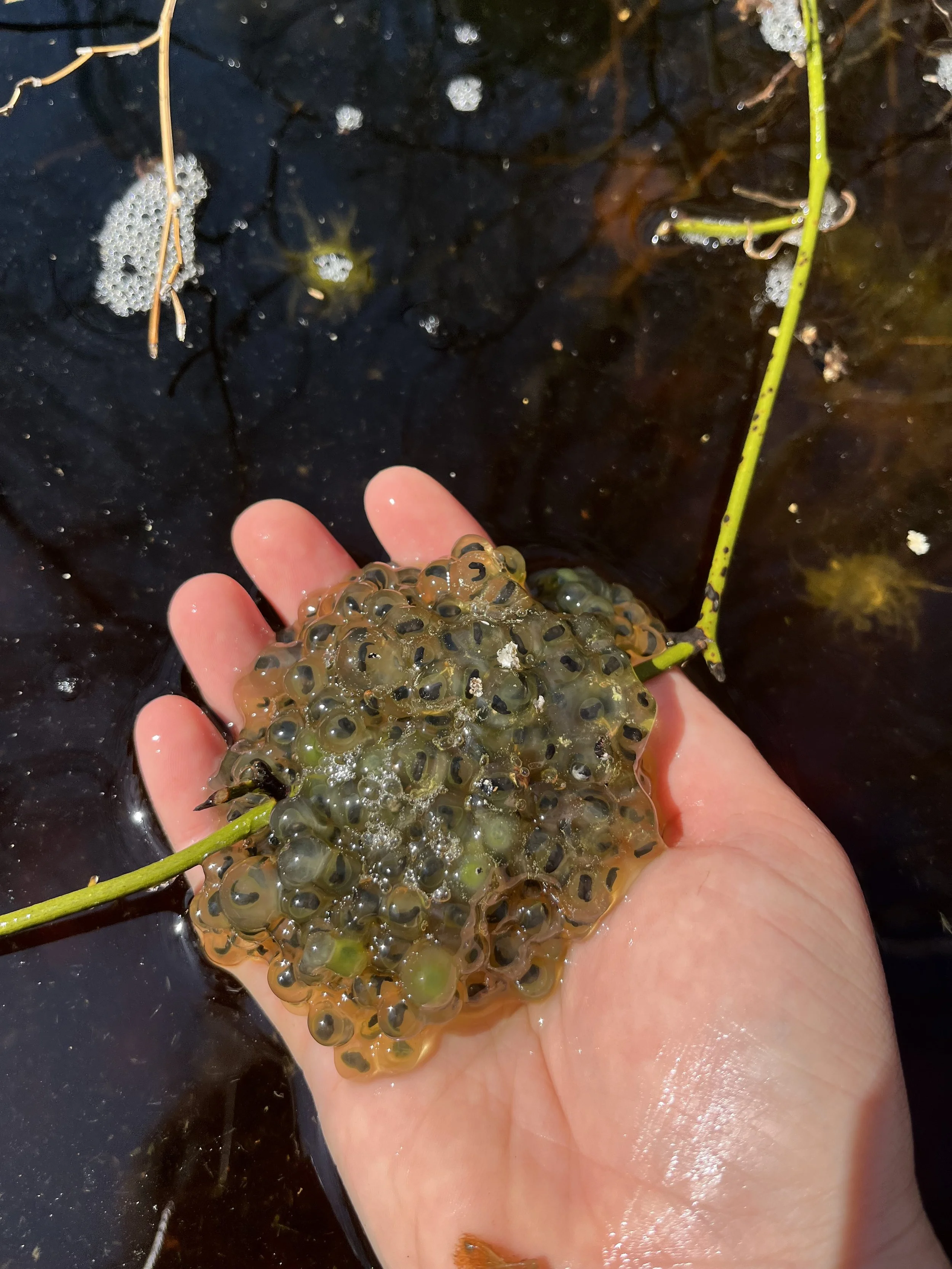 Vernal Pool Certification, Taunton