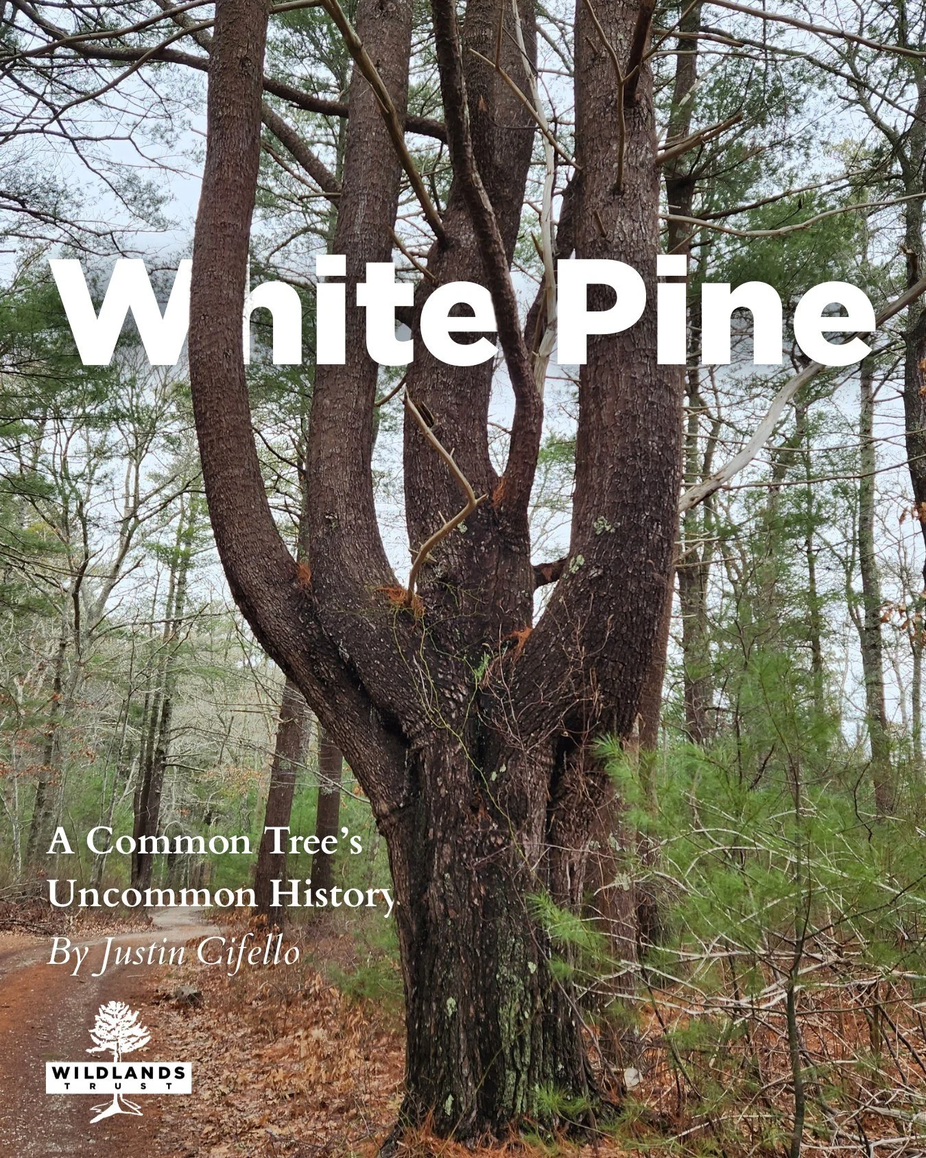 Did you know that Wildlands' logo features a white pine? 🌲

We hold a special place in our hearts for these common yet iconic trees. So, we were elated when Justin Cifello, a Wildlands volunteer hike leader and @bay_end_farm farmer and naturalist, a