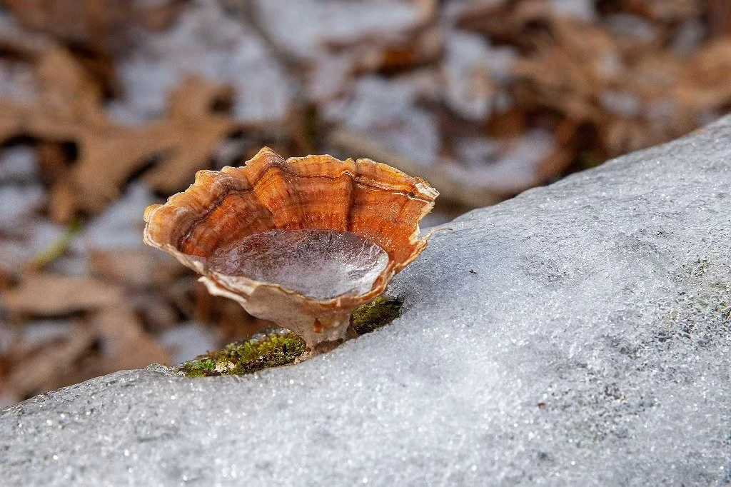 The Wildlands Trust office will be closed from Wednesday, January 28, to Friday, January 30, for our annual staff retreat. We look forward to returning to work next week with a renewed commitment to protecting the special places of Southeastern Massa