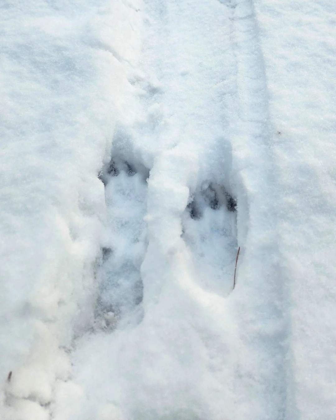 Anxiously awaiting spring after days of shoveling? We can't blame you. But this snowy landscape has plenty to offer nature lovers in the meantime, writes Justin Cifello in his latest piece for Wildlands E-News.

From snow-skimming birch seeds to butt