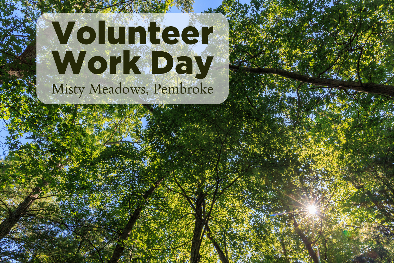 VolunTuesday - Misty Meadows