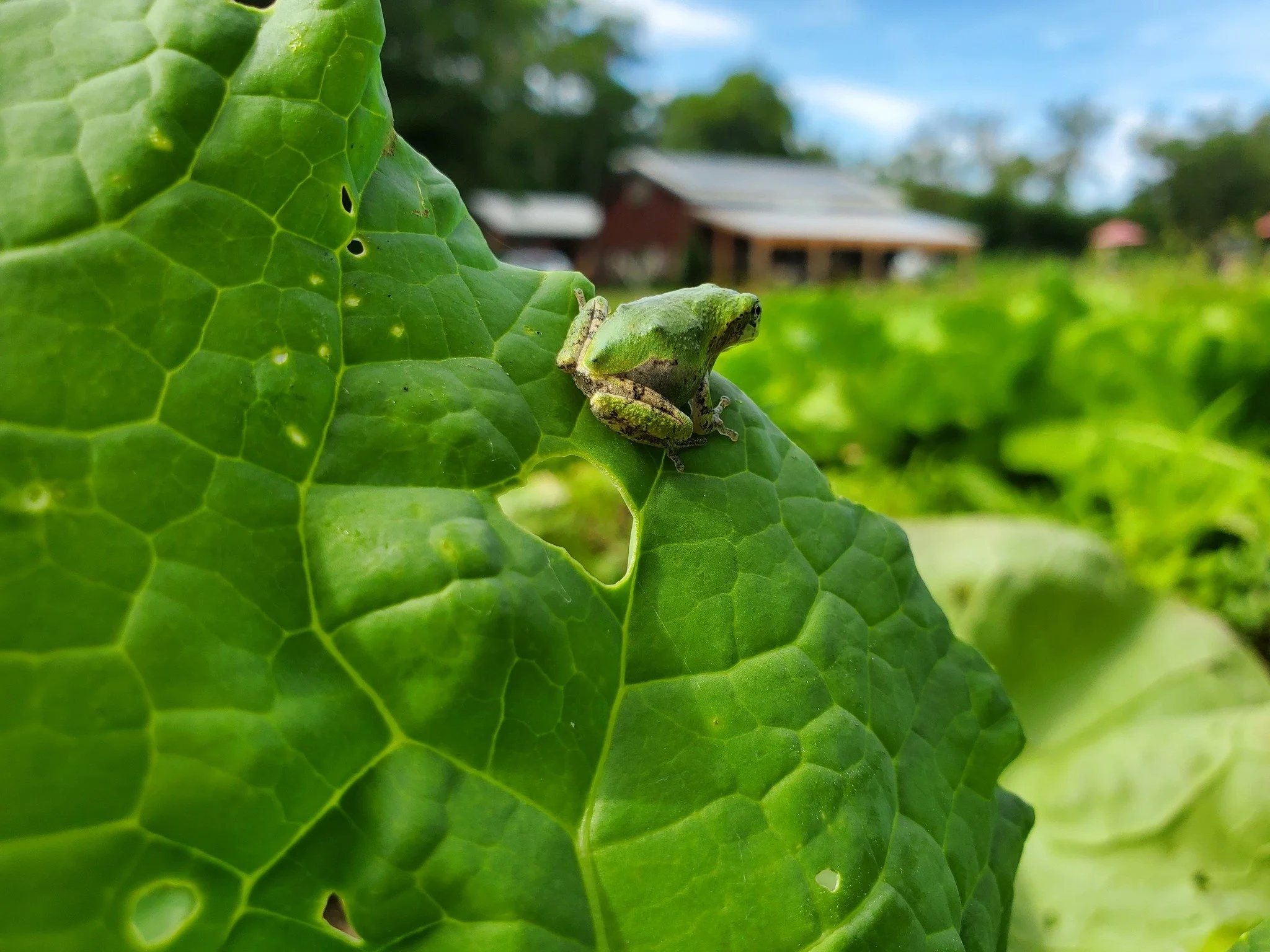 As a farmer and naturalist, Justin Cifello works hard to be a good neighbor to the plants and animals that call @bay_end_farmstand home. At the link in our bio, learn how Justin stewards farmland for two vital uses at once&mdash;food production and e