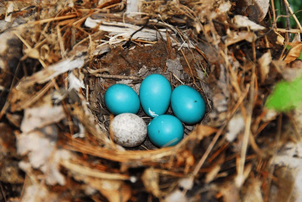 It's been a tough day for gullible people on social media. If that's you, here's a post to help you feel wise again.

How many kinds of eggs are in this nest? 🪺

If you answered two, congratulations! You are not a fool.

If you answered one, you mig