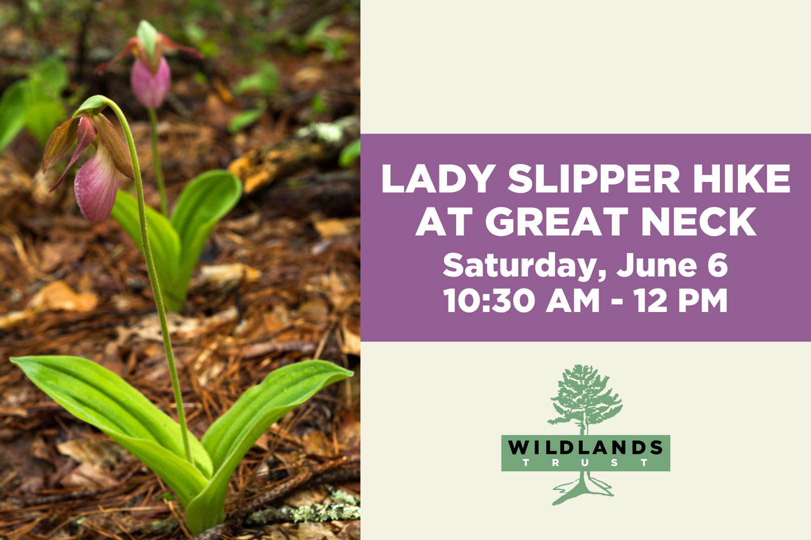 Lady Slipper Hike at Great Neck