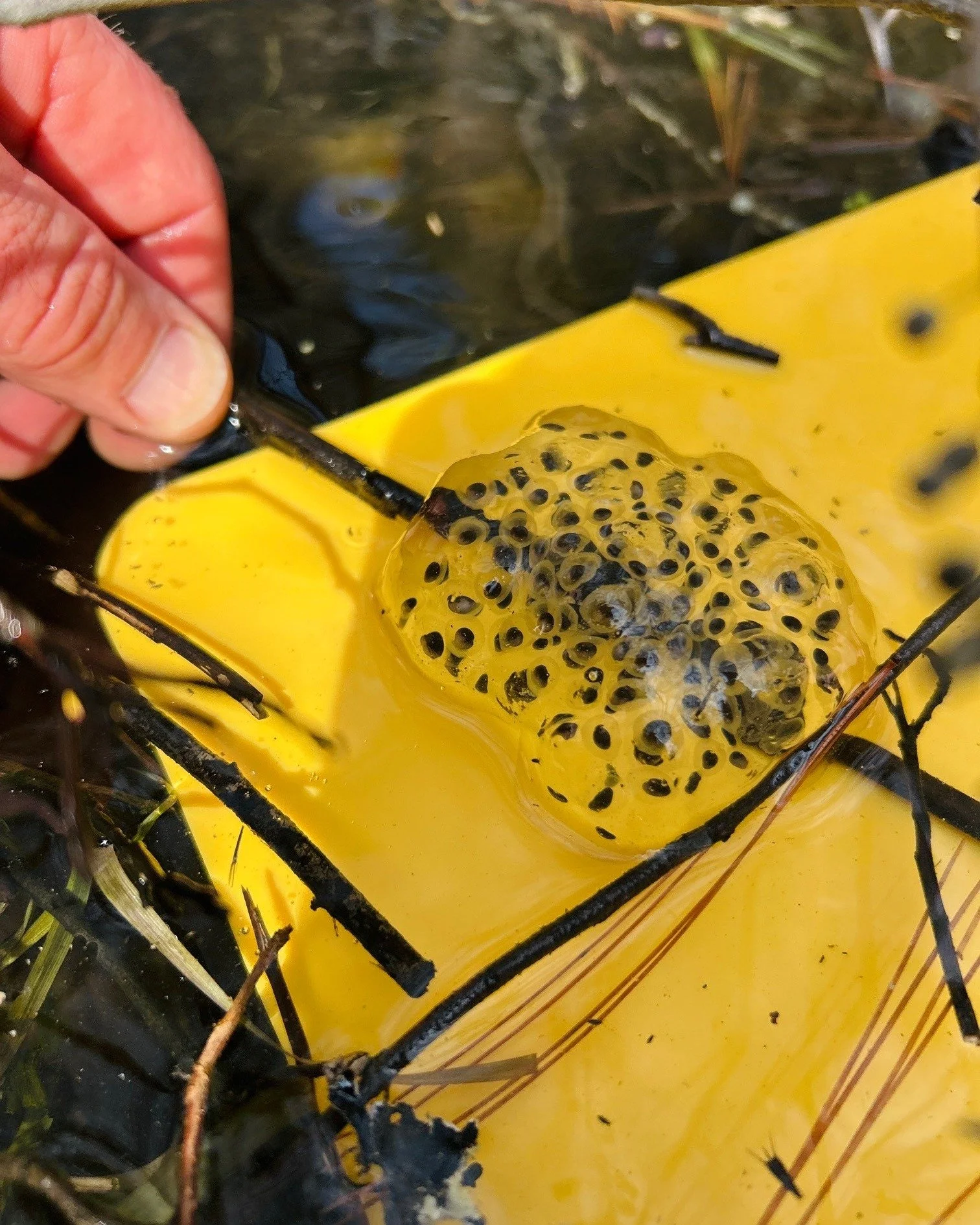 Every holiday has its hallmark songs... For Earth Day, what better anthem than the twilight chorus of wood frogs and spring peepers emanating from vernal pools? 🐸

Earlier this month, Wildlands staff and volunteers searched for signs of vernal pool 
