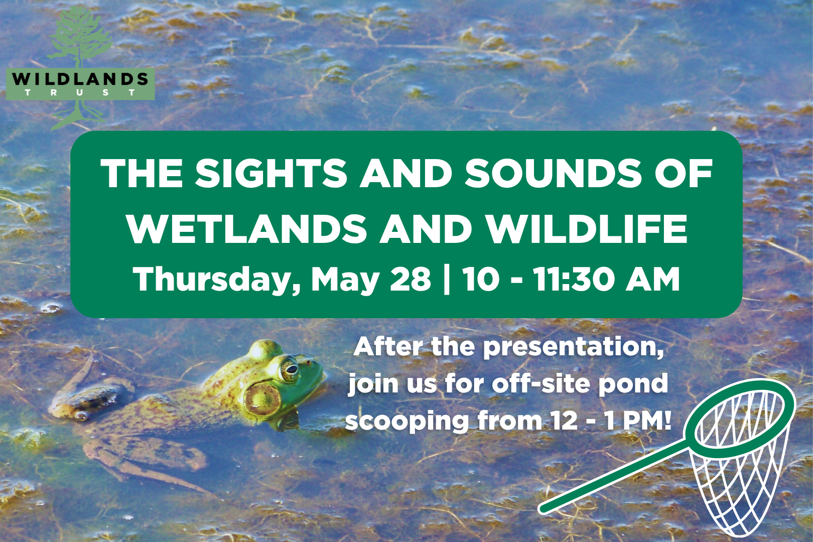 The Sights and Sounds of Wetlands and Wildlife