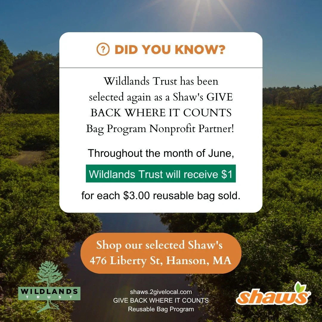 Buy a bag ➡ support Wildlands! 🌲

Wildlands Trust has been selected again as a nonprofit partner in the Shaw's Supermarket GIVE BACK WHERE IT COUNTS Reusable Bag Program!

During the month of June, when you buy a $3 reusable bag at Shaw's Hanson (47