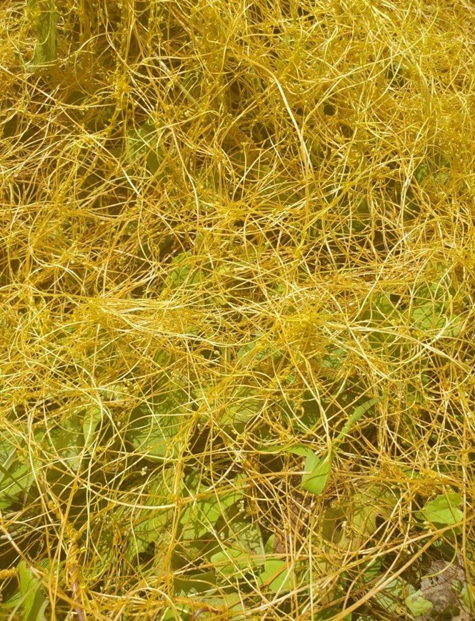   A close-up of dodder, Cuscuta sp., showing off its spaghetti-like qualities  
