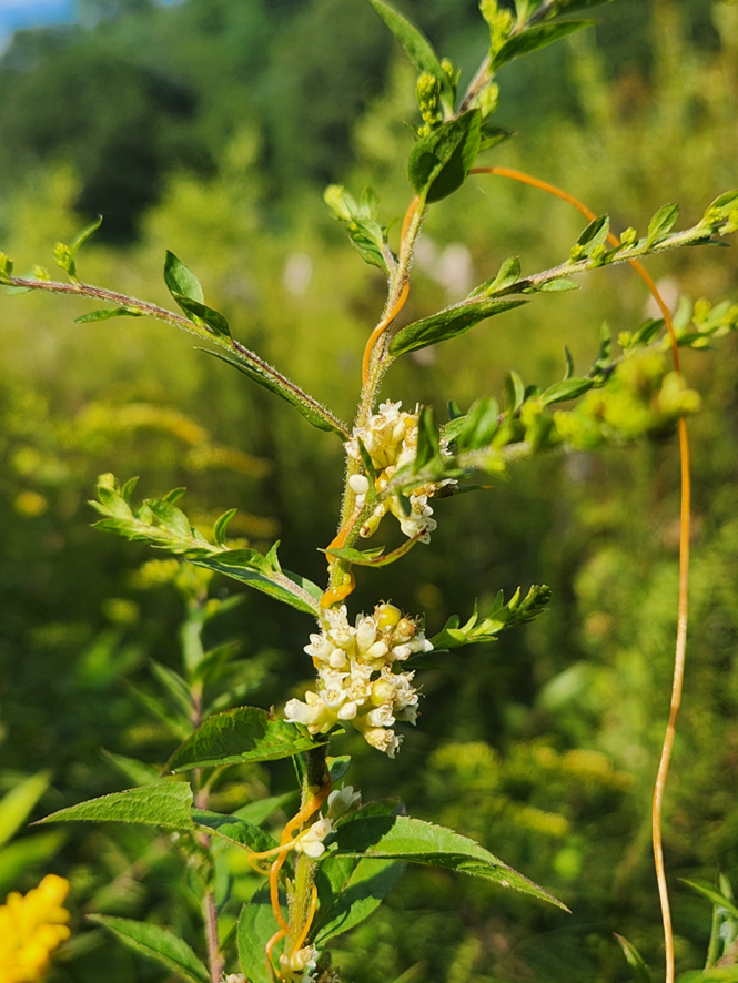 Giving Up the Sun: Parasitic and Mycoheterotrophic Plants