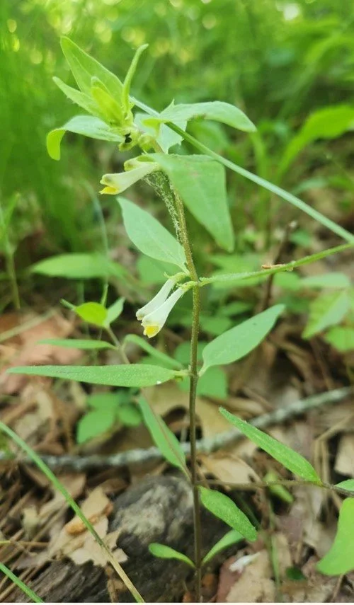   Cow-wheat, Melampyrum lineare, can photosynthesize with its green leaves, but is also hemiparasitic on oaks, pines, maples, and blueberries.  