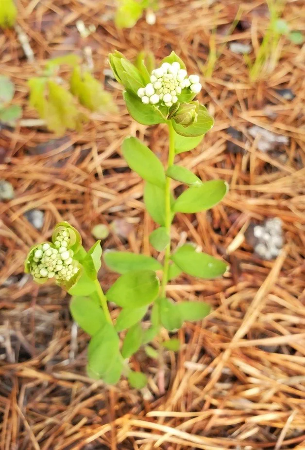   The hemiparasitic Bastard Toadflax, Comandra umbellata, is a member of the Sandalwood family, the largest group of parasitic plants.  