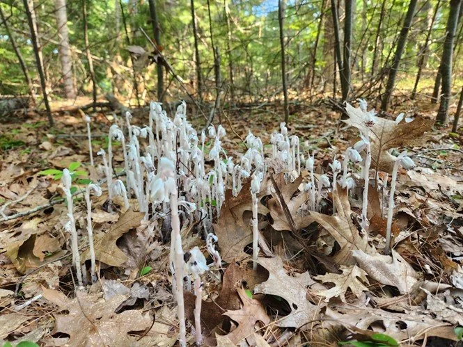   A very healthy population of ghost pipes, Monotropa uniflora. This relative of blueberries and wintergreen is a mycoheterotroph, parasitic upon Russula fungi &nbsp; 